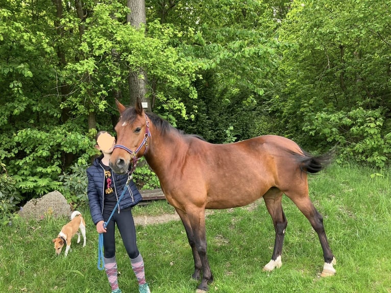 Niemiecki kuc wierzchowy Klacz 8 lat 149 cm Gniada in Kamenz