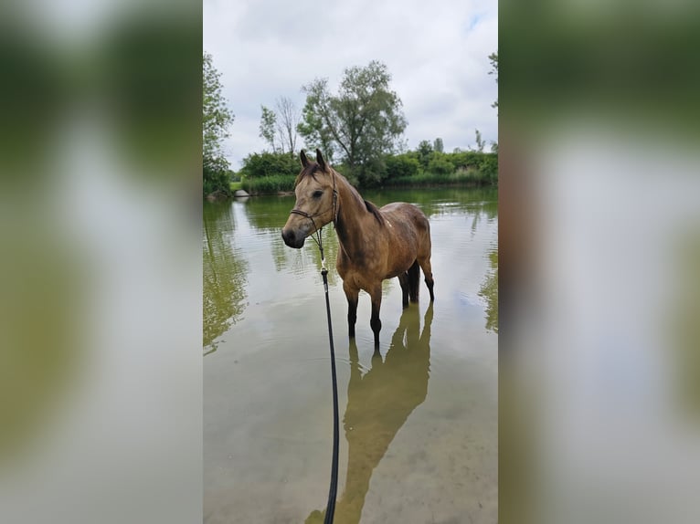 Niemiecki kuc wierzchowy Klacz 8 lat 149 cm Jelenia in Knetzgau