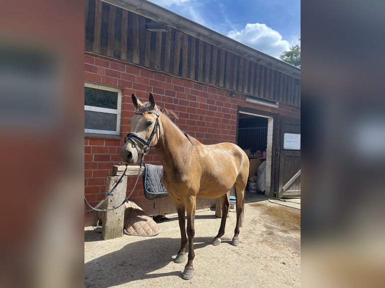 Niemiecki kuc wierzchowy Klacz 8 lat 149 cm Jelenia in Knetzgau