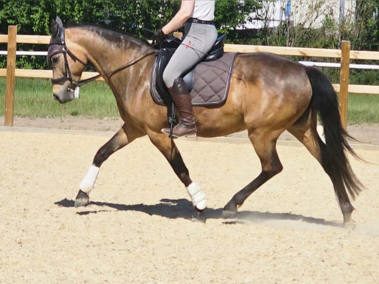 Niemiecki kuc wierzchowy Klacz 8 lat 149 cm Jelenia in Knetzgau