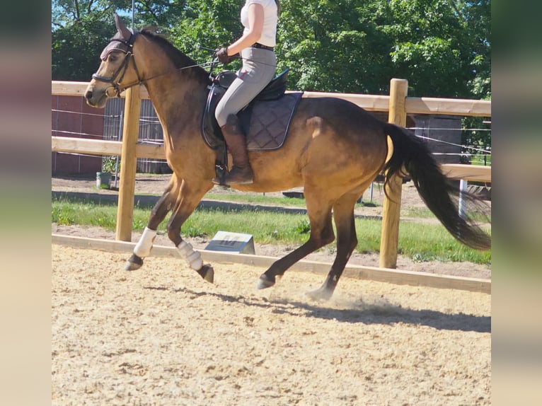 Niemiecki kuc wierzchowy Klacz 8 lat 149 cm Jelenia in Knetzgau