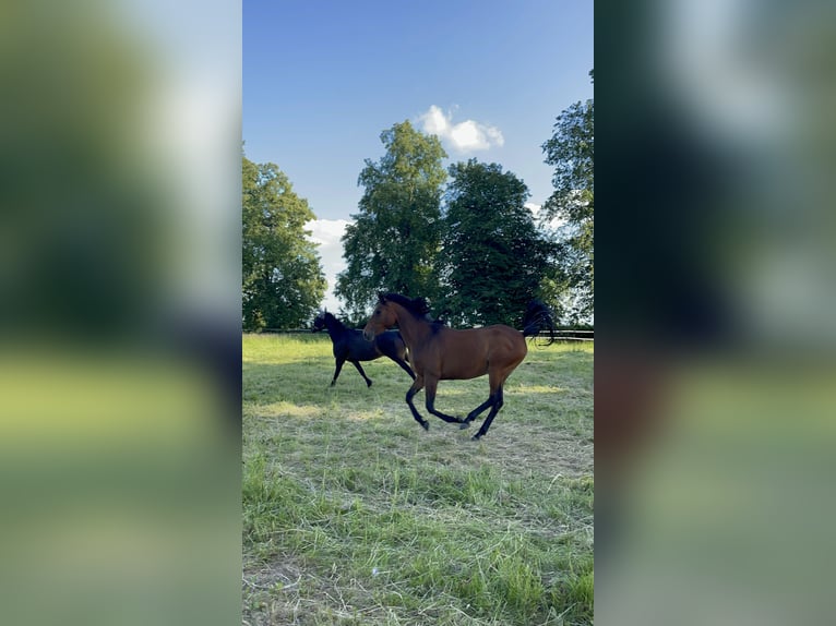 Niemiecki kuc wierzchowy Mix Klacz 8 lat 152 cm Gniada in Sondershausen