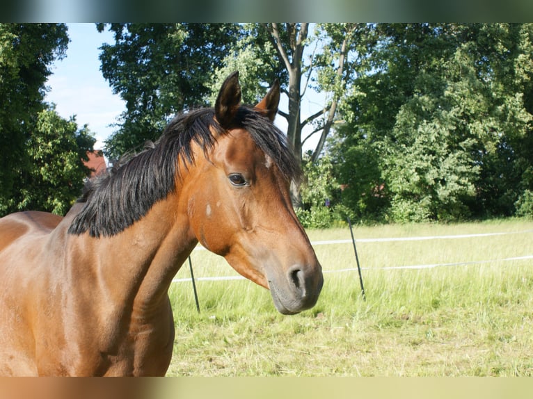 Niemiecki kuc wierzchowy Mix Klacz 8 lat 152 cm Gniada in Sondershausen