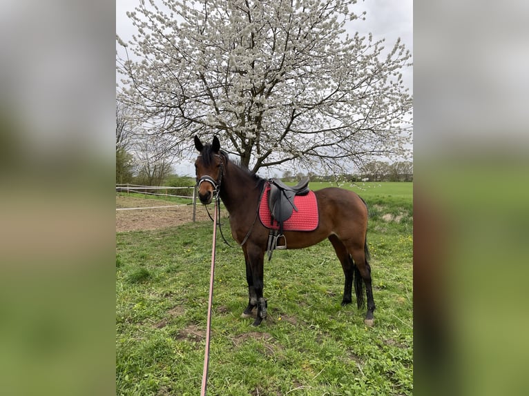 Niemiecki kuc wierzchowy Mix Klacz 8 lat 152 cm Gniada in Sondershausen