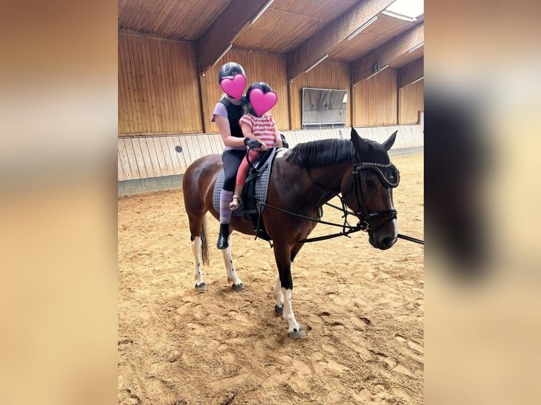 Niemiecki kuc wierzchowy Mix Klacz 8 lat 152 cm Srokata in P&#xFC;rgen