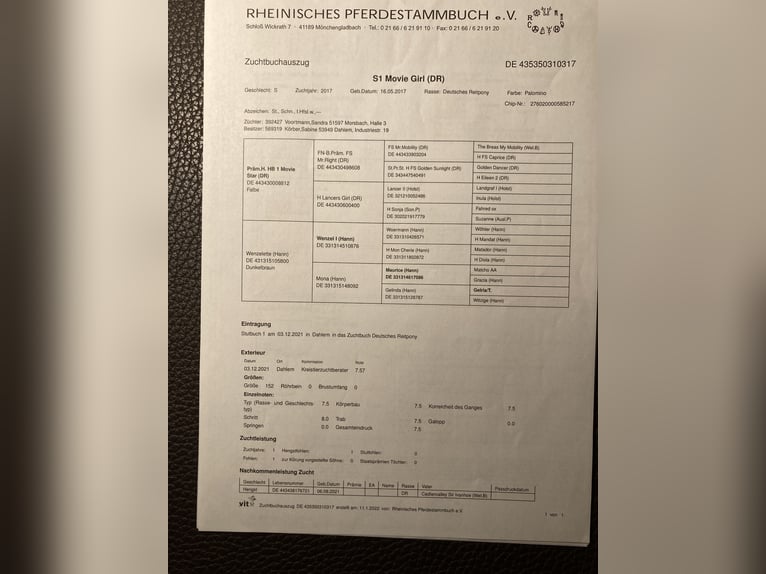 Niemiecki kuc wierzchowy Klacz 8 lat 156 cm Izabelowata in Dahlem Schmidtheim