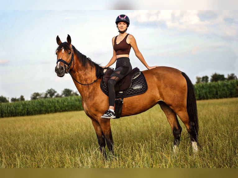 Niemiecki kuc wierzchowy Klacz 8 lat 157 cm Gniada in Viersen