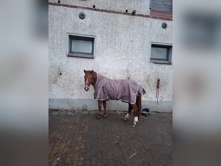 Niemiecki kuc wierzchowy Mix Klacz 9 lat 135 cm Kasztanowata in Glaubitz