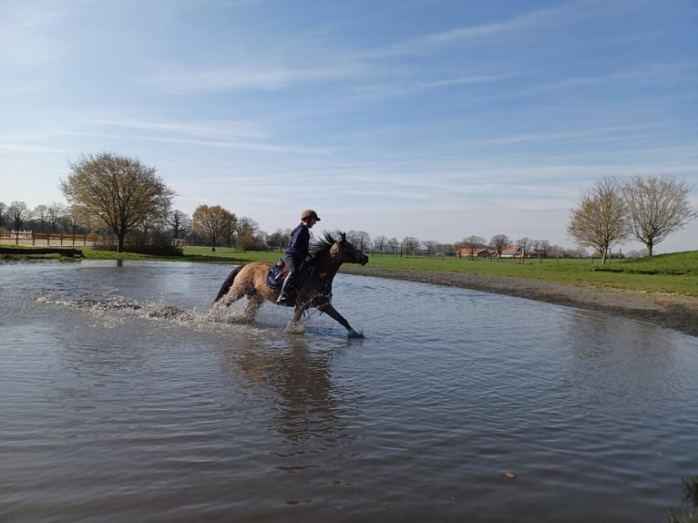 Niemiecki kuc wierzchowy Klacz 9 lat 136 cm Bułana in Schmallenberg