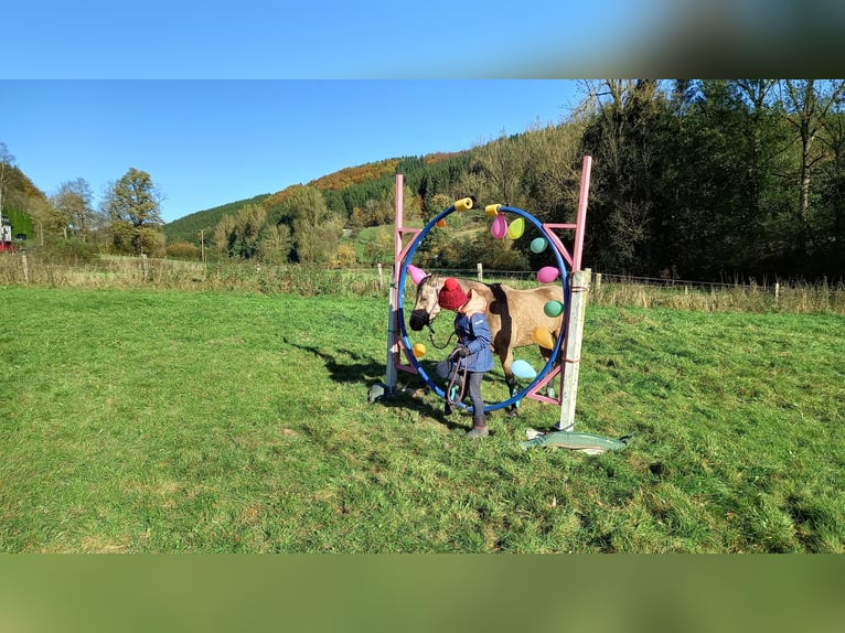 Niemiecki kuc wierzchowy Klacz 9 lat 136 cm Bułana in Schmallenberg