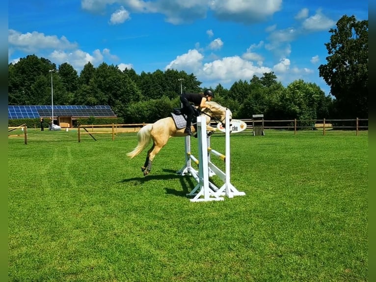 Niemiecki kuc wierzchowy Klacz 9 lat 140 cm Izabelowata in Recke