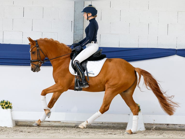 Niemiecki kuc wierzchowy Klacz 9 lat 143 cm Kasztanowata in Marsberg