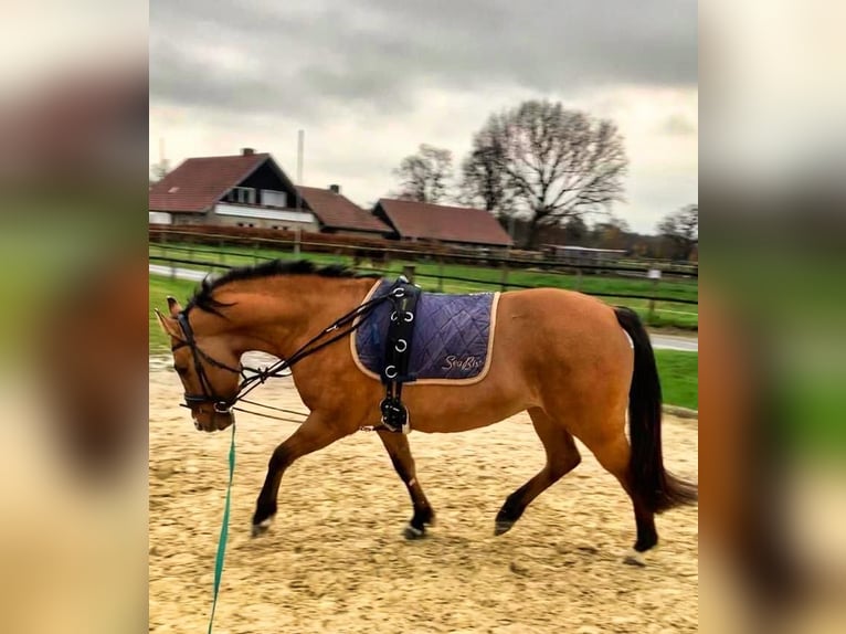 Niemiecki kuc wierzchowy Klacz 9 lat 144 cm Bułana in Billerbeck