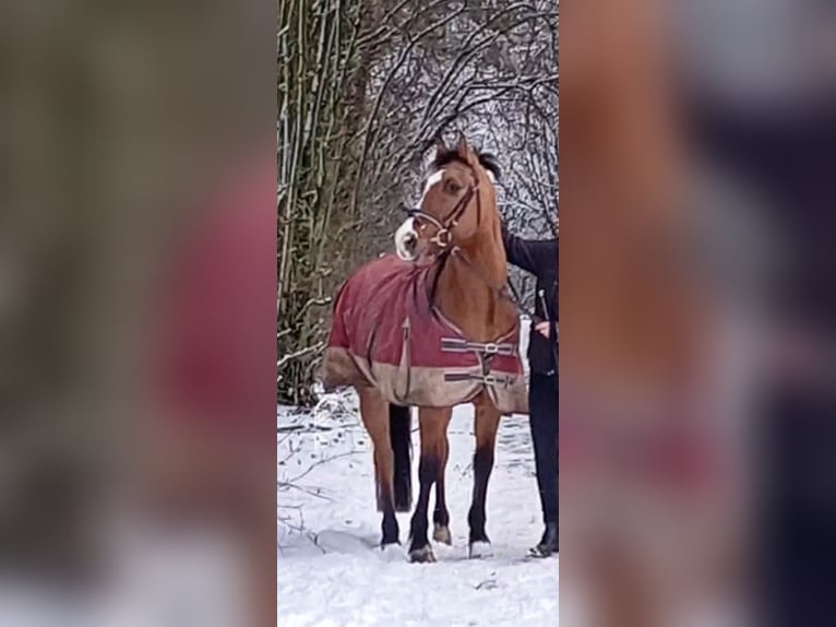 Niemiecki kuc wierzchowy Klacz 9 lat 144 cm Bułana in Billerbeck