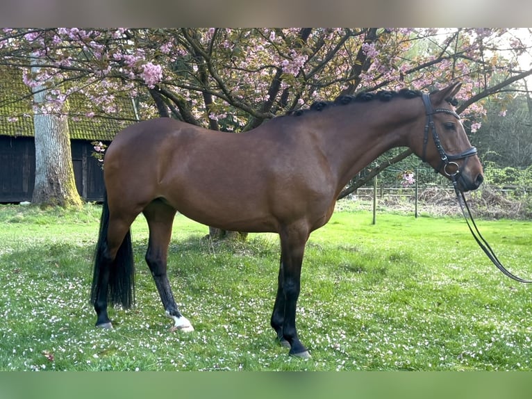 Niemiecki kuc wierzchowy Klacz 9 lat 145 cm Gniada in Soltau