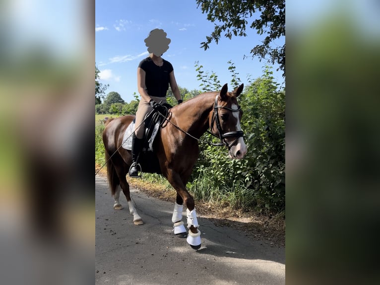 Niemiecki kuc wierzchowy Klacz 9 lat 146 cm Ciemnokasztanowata in Trittau