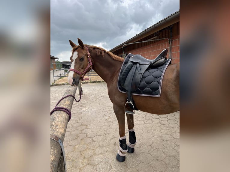 Niemiecki kuc wierzchowy Klacz 9 lat 146 cm Ciemnokasztanowata in Trittau