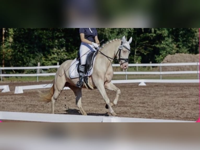 Niemiecki kuc wierzchowy Klacz 9 lat 146 cm Cremello in Eggermühlen