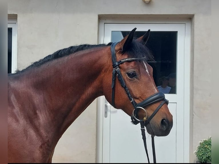 Niemiecki kuc wierzchowy Klacz 9 lat 146 cm Gniada in Harsdorf