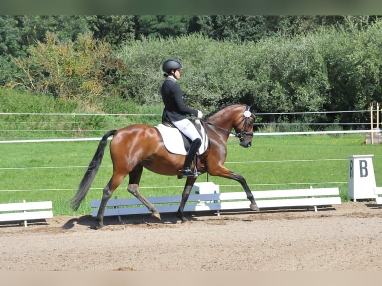 Niemiecki kuc wierzchowy Klacz 9 lat 146 cm Gniada in Harsdorf