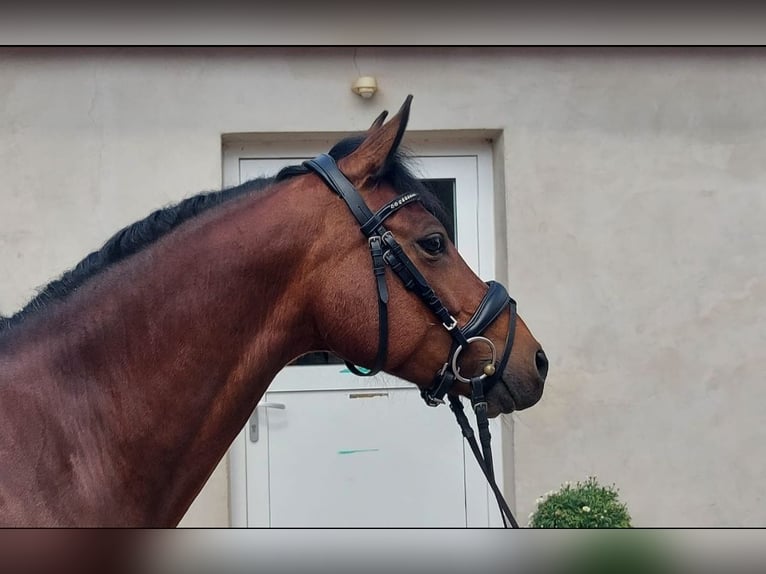 Niemiecki kuc wierzchowy Klacz 9 lat 146 cm Gniada in Harsdorf