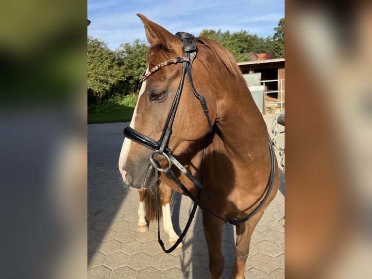 Niemiecki kuc wierzchowy Klacz 9 lat 146 cm Kasztanowata in Schönberg