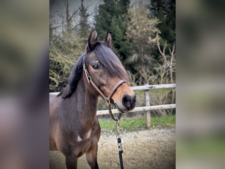 Niemiecki kuc wierzchowy Klacz 9 lat 147 cm Ciemnogniada in Limburg an der Lahn