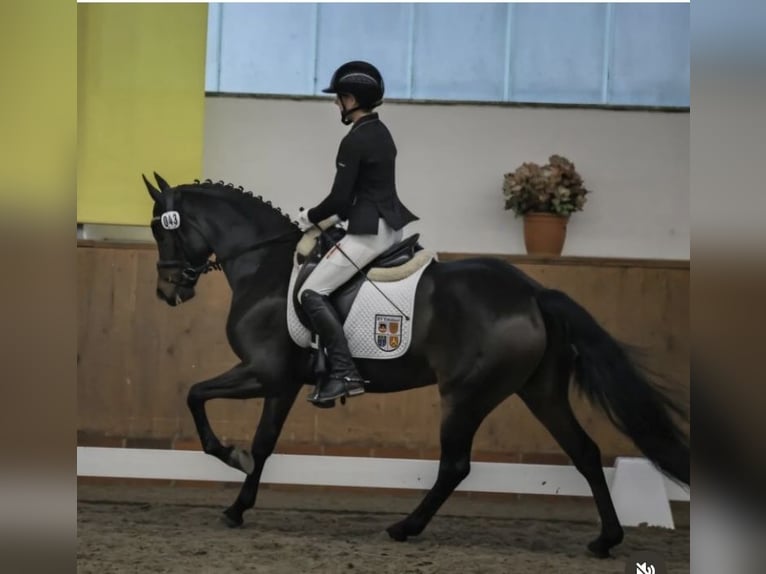Niemiecki kuc wierzchowy Klacz 9 lat 147 cm Gniada in Haren