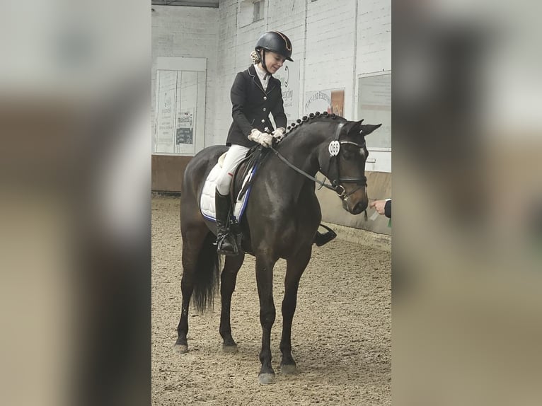 Niemiecki kuc wierzchowy Klacz 9 lat 147 cm Gniada in Haren