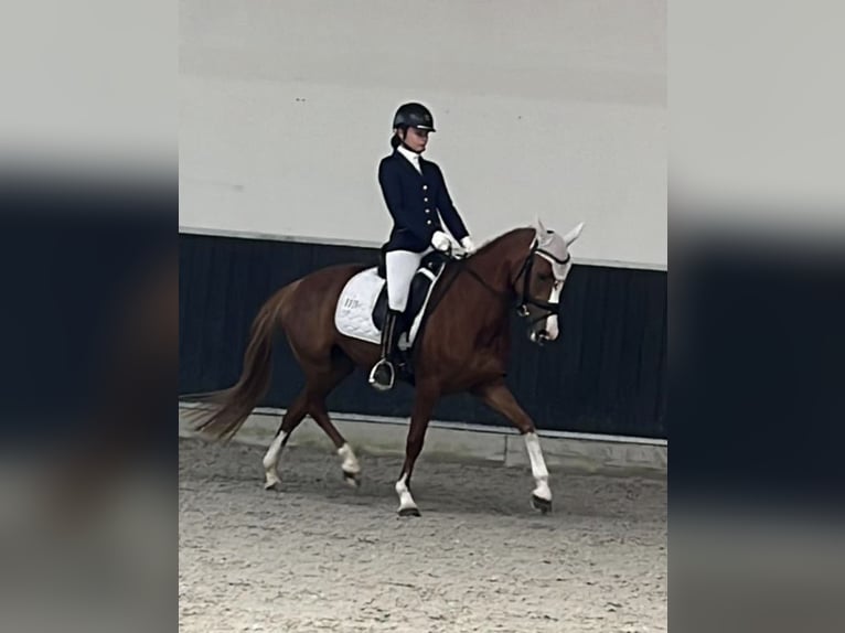 Niemiecki kuc wierzchowy Klacz 9 lat 147 cm Kasztanowata in Eschweiler