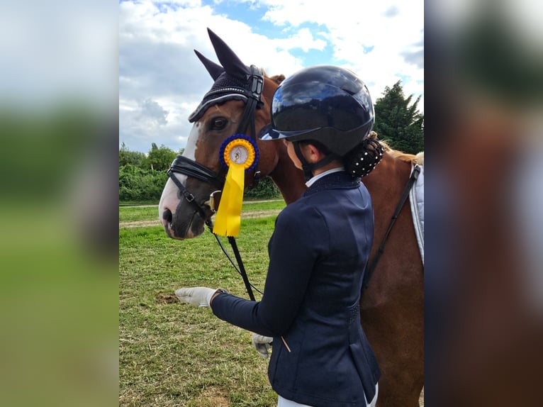 Niemiecki kuc wierzchowy Klacz 9 lat 147 cm Kasztanowata in Eschweiler