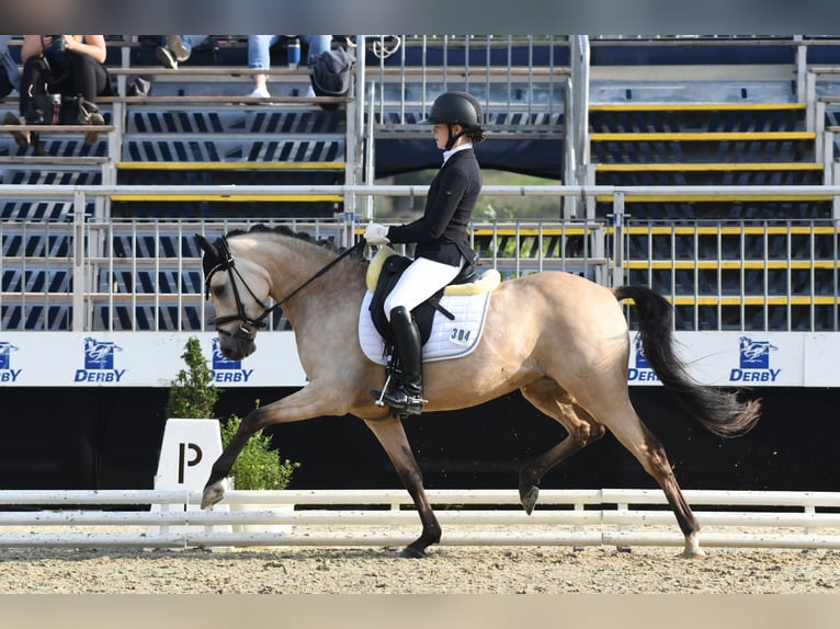 Niemiecki kuc wierzchowy Klacz 9 lat 148 cm Bułana in Tönisvorst