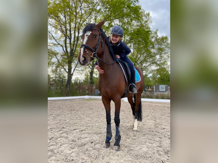 Niemiecki kuc wierzchowy Klacz 9 lat 148 cm Gniada in Schönwalde -Glien