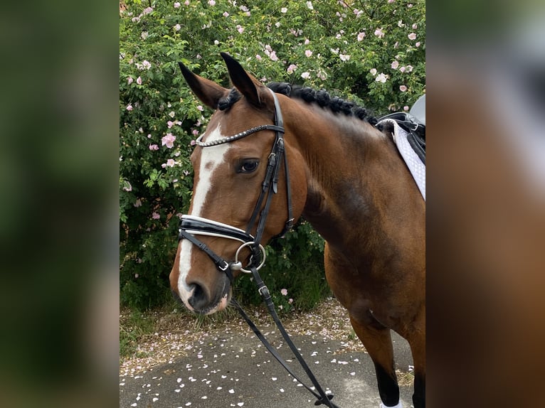 Niemiecki kuc wierzchowy Klacz 9 lat 148 cm Gniada in Schönwalde -Glien