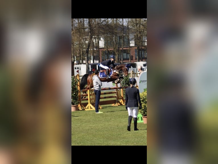 Niemiecki kuc wierzchowy Klacz 9 lat 148 cm Gniada in Kiel