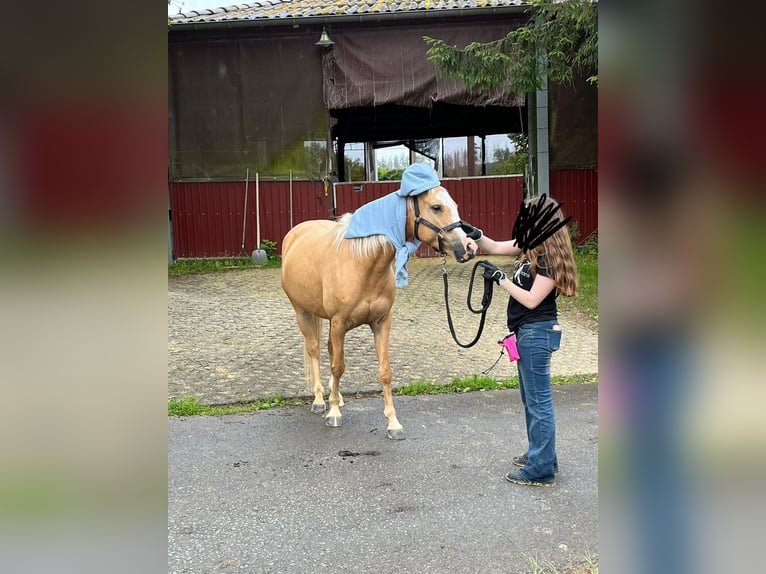 Niemiecki kuc wierzchowy Klacz 9 lat 148 cm Izabelowata in Burscheid
