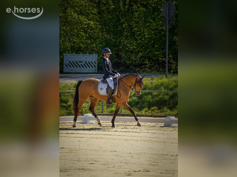 Niemiecki kuc wierzchowy Klacz 9 lat 148 cm Jelenia in Bad Liebenzell