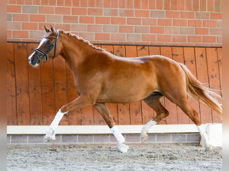 Niemiecki kuc wierzchowy Klacz 9 lat 148 cm Kasztanowata in Cappeln