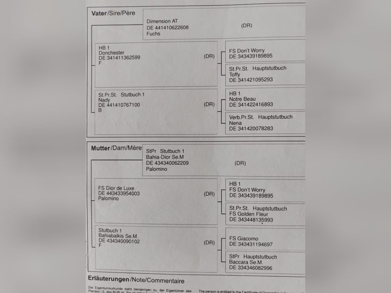 Niemiecki kuc wierzchowy Klacz 9 lat 148 cm Kasztanowata in Stadthagen
