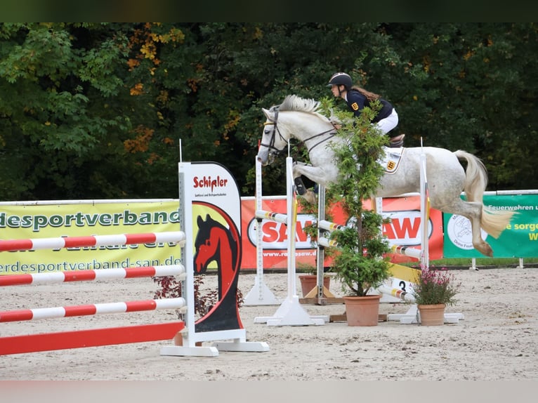 Niemiecki kuc wierzchowy Klacz 9 lat 148 cm Siwa in Buchen Waldhausen