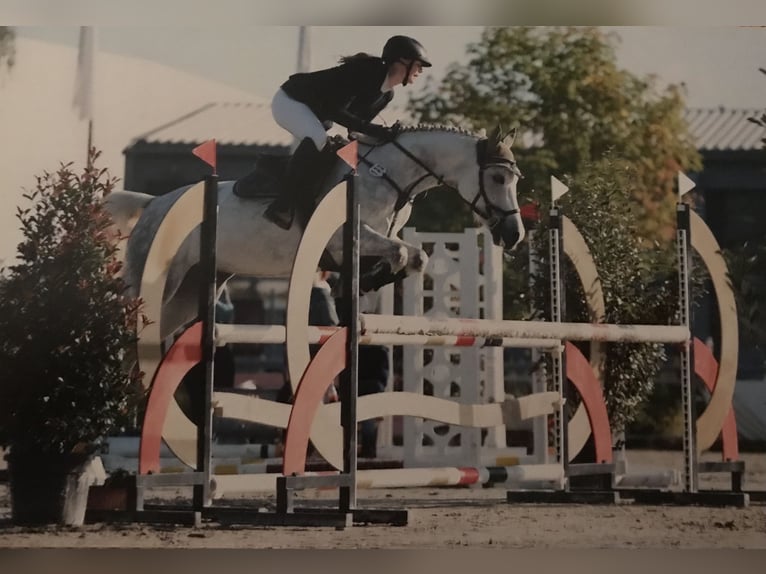 Niemiecki kuc wierzchowy Klacz 9 lat 148 cm Siwa in Kaufbeuren