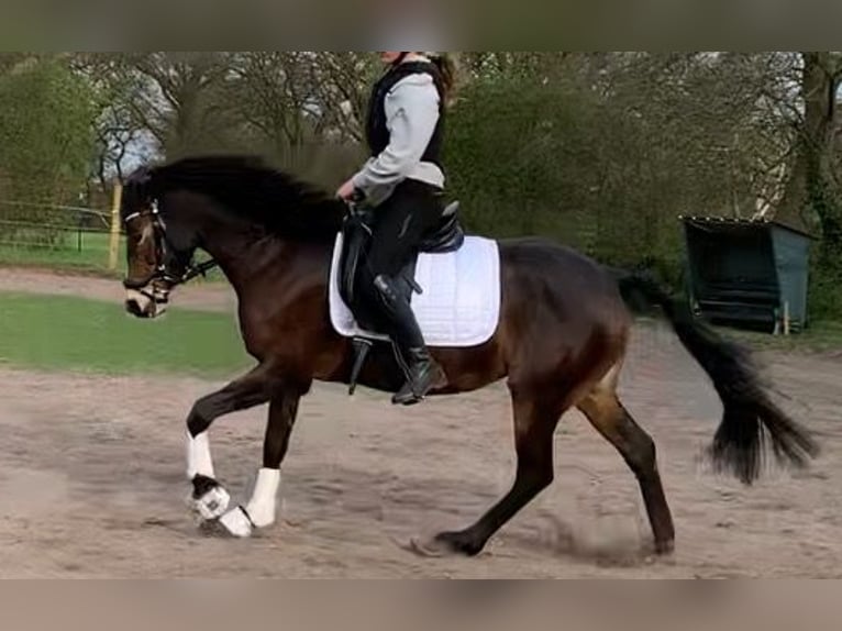 Niemiecki kuc wierzchowy Klacz 9 lat 150 cm Gniada in Schwanewede