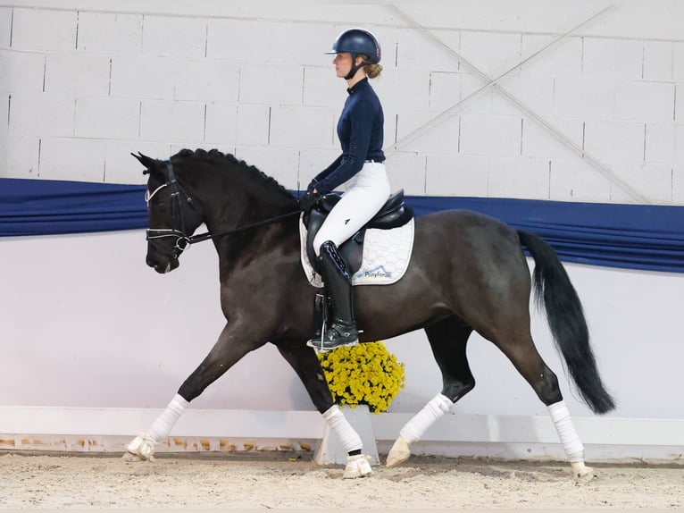Niemiecki kuc wierzchowy Klacz 9 lat 153 cm Kara in Marsberg