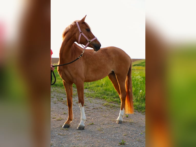 Niemiecki kuc wierzchowy Klacz 9 lat 156 cm Bułana in Schleusingen