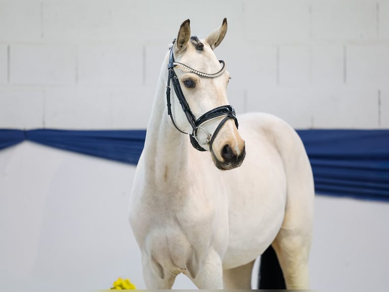 Niemiecki kuc wierzchowy Klacz Źrebak (04/2025) 147 cm Bułana in Marsberg