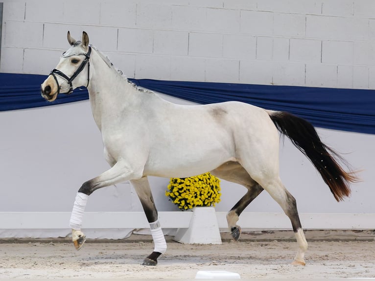 Niemiecki kuc wierzchowy Klacz Źrebak (04/2025) 147 cm Bułana in Marsberg