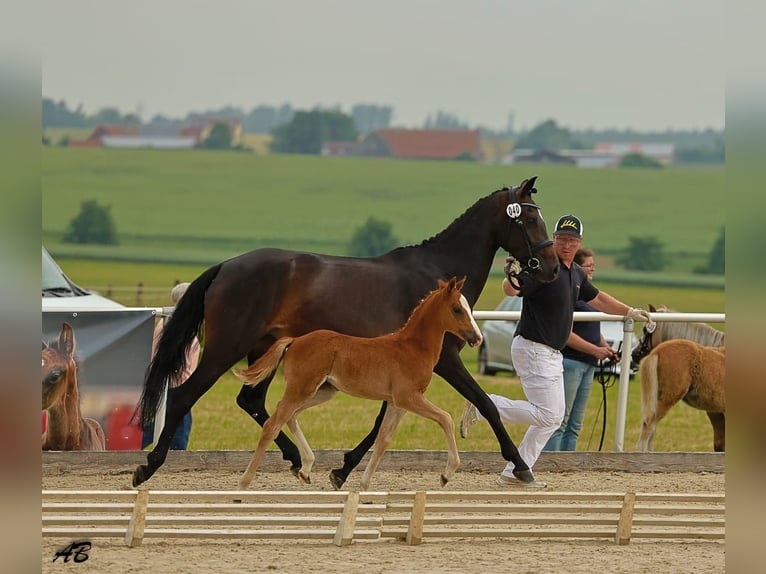 Niemiecki kuc wierzchowy Klacz  147 cm Kasztanowata in Sonnenb&#xFC;hl