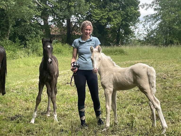 Niemiecki kuc wierzchowy Klacz  148 cm Cremello in Bad M&#xFC;nder am Deister