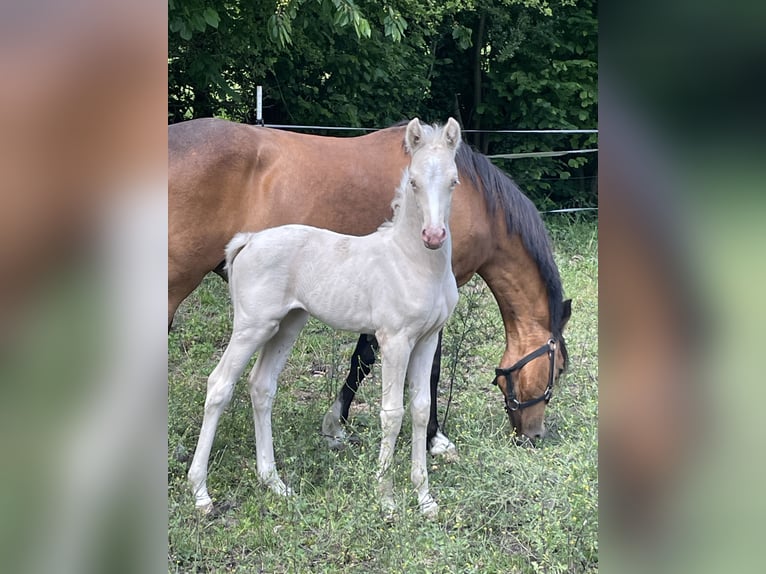 Niemiecki kuc wierzchowy Klacz  148 cm Cremello in Bad M&#xFC;nder am Deister