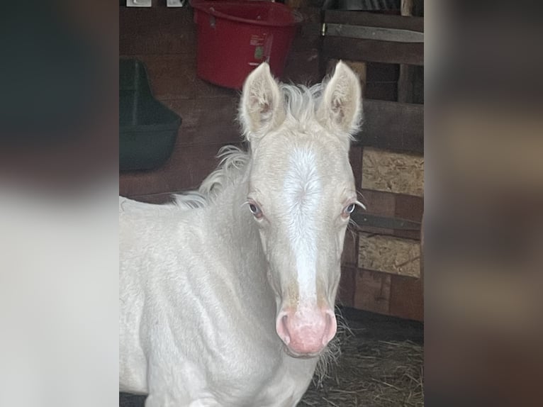 Niemiecki kuc wierzchowy Klacz  148 cm Cremello in Bad M&#xFC;nder am Deister